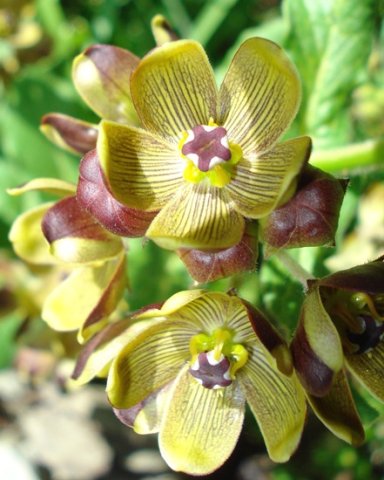 Schizoglossum hamatum welcoming the sun